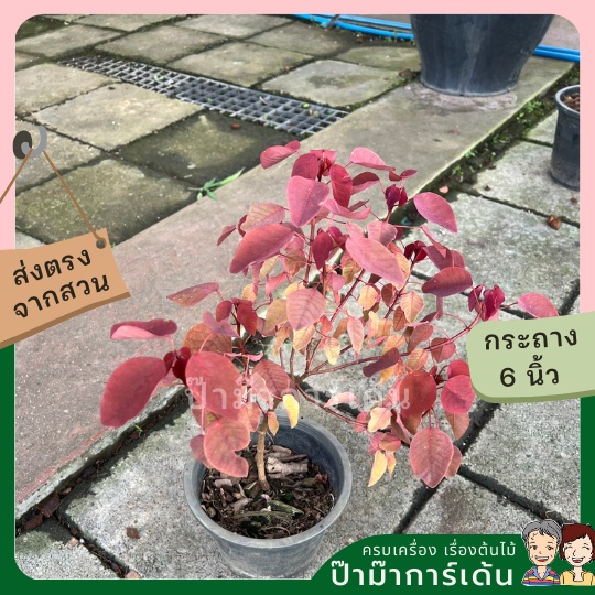 มุมมอง 3