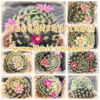 เมล็ดแมมขนนกเหลือง รวมสีดอก Mammillaria​ ​Schiedeana Mix. ขายเป็นชุด