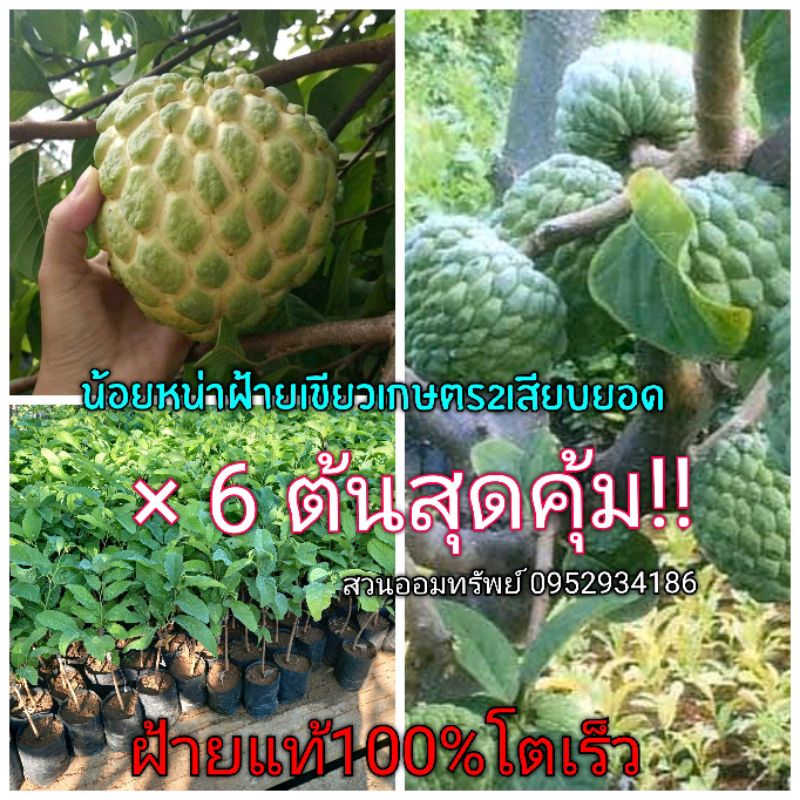 น้อยหน่าฝ้ายเขียวเกษตร2เสียบยอด 6 ต้น โตเร็ว พันธุ์แท้จากอำเภอปากช่อง เมื่อปลูกแล้วไม่กลายพันธุ์เหมือนต้นเพาะเมล็ด