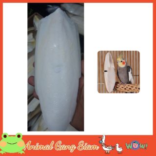 กระดองปลาหมึก ลิ้นทะเล ใหญ่ Cuttlebone