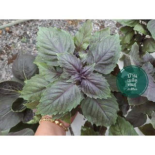 เมล็ดพันธุ์ สวีทเบซิล สีม่วง (Purple SweetBasil)