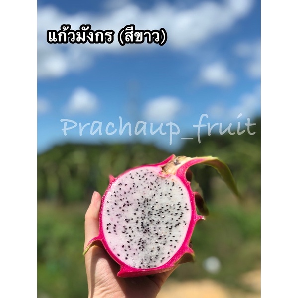 แก้วมังกร เนื้อสีขาว 📍 หวาน อร่อย ✔️ตัดสดๆจากสวนน ❗️