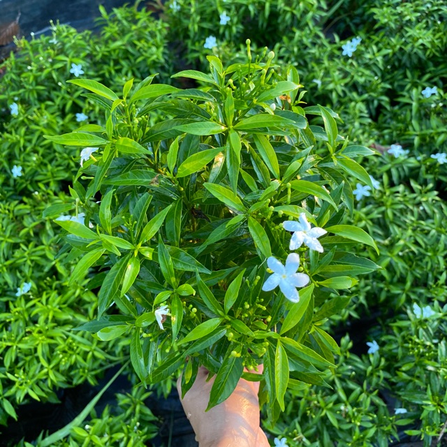 พุธศุภโชค ไม้มงคล ดอกสีขาว 🌿 พุดแคระ/  พุดศุภโชค แบบถุง เลี้ยงง่าย ออกดอกตลอดปี