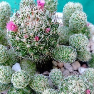 Mammillaria gracilis แมมมิลลาเรียตุ๊กตาญี่ปุ่นฟอร์มกอ,รูปทรงสวย,หน่อเต็มดอกตรึม