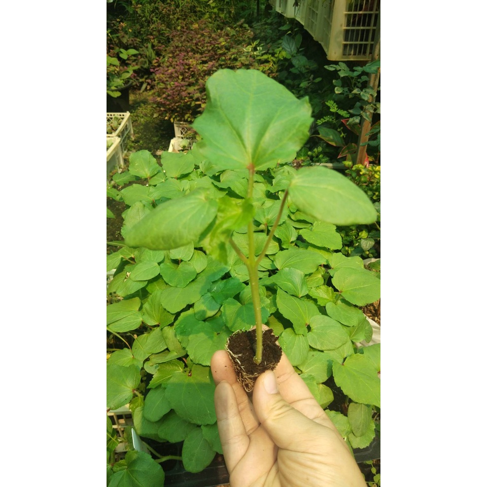 ต้นกล้ากระเจี๊ยบเขียวลูกใหญ่ พร้อมปลูก กล้าละ 10บาท พืชผักบ้านๆ ประโยชน์เพียบพูน สรรพคุณทางยาพร้อมสรรพ - รูปที่ 5