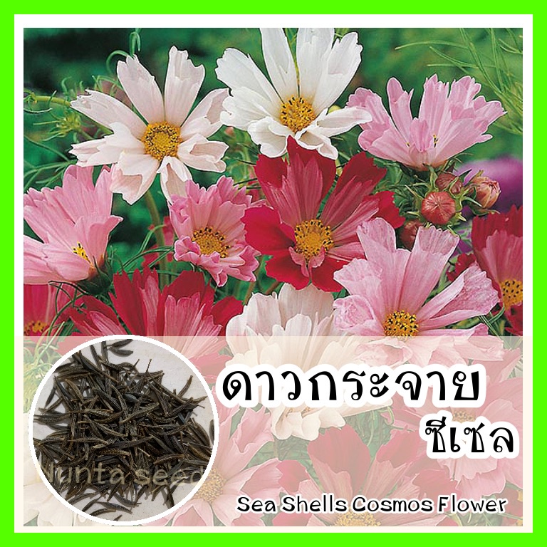 พร้อมส่ง รหัส 136 เมล็ดพันธุ์แท้ OP แท้ ดาวกระจายซีเชล - Sea Shells Cosmos Flower ดาวกระจายคละสี