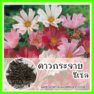 พร้อมส่ง ❗ รหัส 136  เมล็ดพันธุ์แท้ OP แท้   ดาวกระจายซีเชล - Sea Shells Cosmos Flower ดาวกระจายคละสี