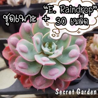 ชุดพร้อมปลูก🌱เมล็ดไม้อวบน้ำ"E.Raindrop"