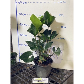 Anthurium Arrow กระถาง2กอ: #หน้าวัวลูกศร : #หน้าวัวมิกกี้เมาส์กระถาง8นิ้วสูง60cm