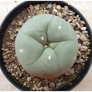 กระบองเพชร แคคตัส โลโฟดิฟฟูซ่า (Lophophora diffusa) 3 - 4 ซ.ม.