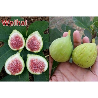 Figs ต้นมะเดื่อฝรั่ง พันธุ์ Weihai (เหวยไห่)พร้อมกระถาง 6 นิ้ว ลำต้นสูง 45-50 ซม