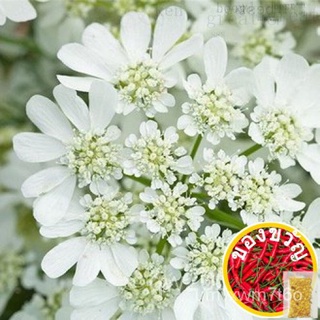 【ดอกไม้芊草สวน】Noisy-le-Grand qin สีขาวลูกไม้ดอกไม้ เมล็ด โฟร์ซีซั่ ดอก กลางแจ้ง 花籽 หว่าน ดอกไม้ โฟร์ซีซั่ปลูกดอกไม้ การปล