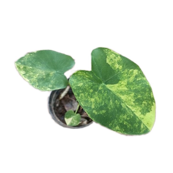 Colocasia yellow splash บอนนาญี่ปุ่นด่าง
