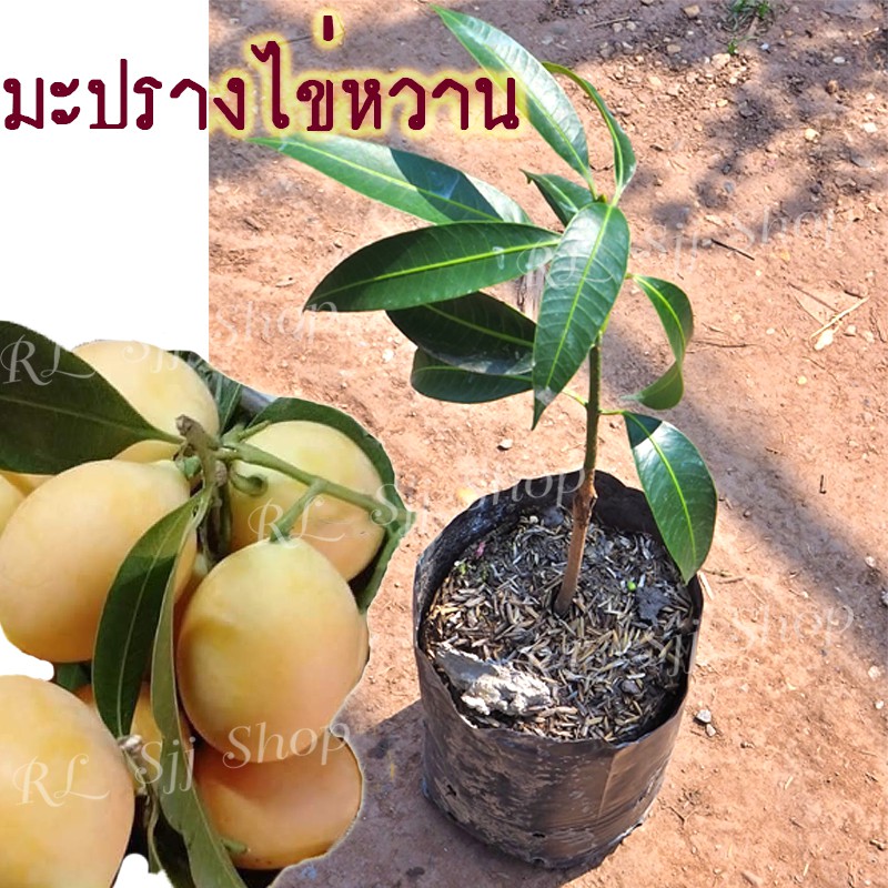 My Image 13