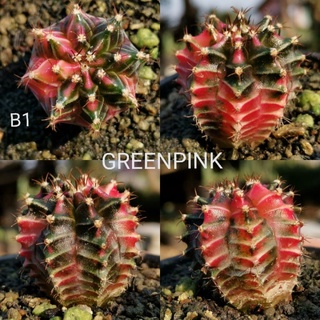 ยิมโนด่าง ไม้เมล็ด ตรงปก -​B1- Gymnocalycium​ Cactus แคคตัส กระบองเพชร ไม้อวบน้ำ ไม้กราฟ ราคาถูก​ GYMNO ด่าง ยิมโน