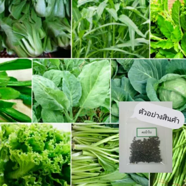 🌱เมล็ดพันธุ์ผัก บรรจุซองซิป🌱 ซื้อ 10 แถม 2 คละได้ 💥 เลือกของแถมได้ คิดถึงเมล็ดผัก คิดถึง skinsun thumbnail 4