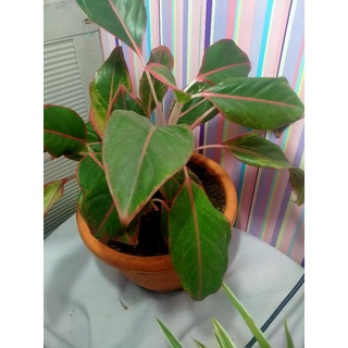 seeds Aglaonema Red Siam live plants rooted indoor plants เมล็ดพันธ50 เมล็ด (ไม่ใช่พืชที่มีชีวิต)