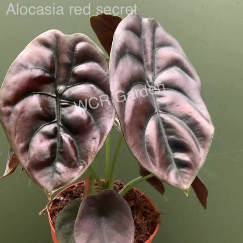 Alocasia Cuprea ขนาดกระถาง 3 นิ้วไซต์อนุบาลขนาดมินิ