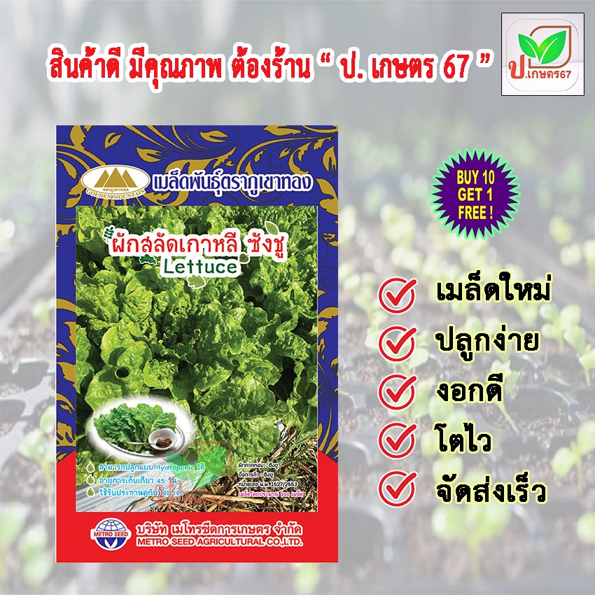 เมล็ดพันธุ์ ผักสลัดเกาหลี ซังซู ผักสลัด ตราภูเขาทอง ผักซอง ป. เกษตร 67