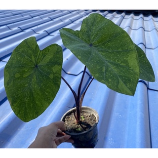 🌱Colocasia lemon lime gecko โคโลคาเซียเลมอนไลม์ บอนเลม่อน🍋