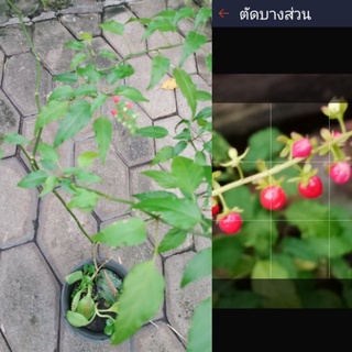 ต้นพริกฝรั่ง(.Blood Berry..) ซื้อ1แถม1 ในกระถาง ต้นไม้หายาก เม็ดพริกประดับสวยงามแต่ทานไม่ได้ครับ