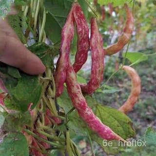 Benih Kacang Pinto Renek 10pcs/Dwarf Pinto Bean (not  plants)上衣/生菜/鲜花/芹菜/帽子/木瓜/seeds/文胸/种子/手链/ PFC4