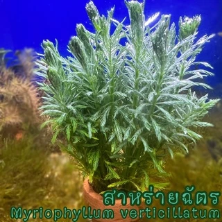 ลด20% โค้ด MTRPDSEP9 | ต้นไม้น้ำหลากหลายชนิดใส่ตู้ปลา
