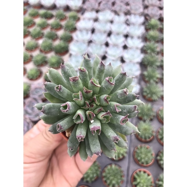Sampervivam Calcareum Jordan “Oddity “