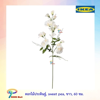 IKEA  ต้นไม้ปลอม ไม้ประดิษฐ์  ดอกไม้ประดิษฐ์, sweet pea, ขาว, 60 ซม.