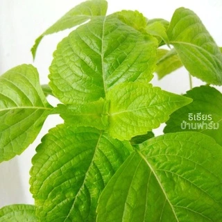 🌱ต้นยี่หร่า🌱ต้นกระเพราควาย🌱(ปลูกด้วยวิธีปลอดสารพิษ)กลิ่นหอมมากๆ ในถุงดำขนาด 6 นิ้วพร้อมปลูก