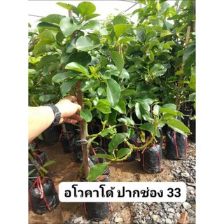 อโวคาโด พันธุ์ปากช่อง33 ทาบกิ่ง