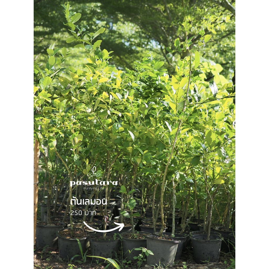 Lemon tree ต้นเลมอน พันธุ์ยูเรก้า/ลิสบอน/ฮาวาย/อัลเลนยูเรก้า/เลมอนด่าง