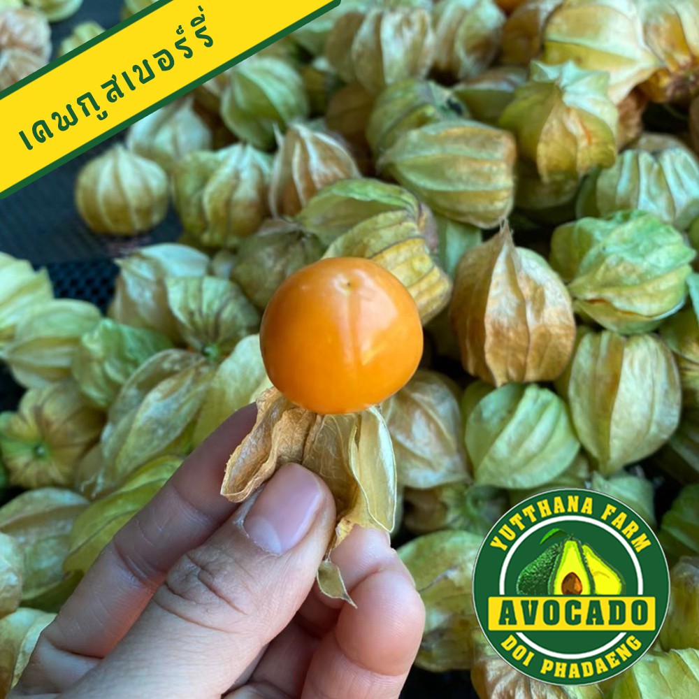 รูปภาพ 2