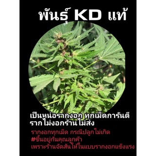 พันธุ์ KD แท้ 1 ชุด 10 เม็ด