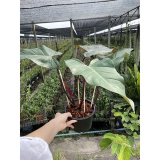 ฟิโรเดนดรอนเรดเอมเมอรัล(Philodendron Red Emerald)