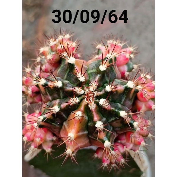 My Image 34