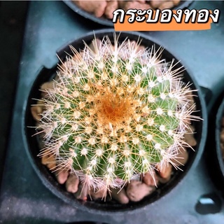 🔥🌵พาโรเดีย 3 กระบอง-กระบองทอง/กระบองเงิน/กระบองนาค🌵☀️ไม้มงคล ขนฟู🪴#P. Leninghausii/ Scopa 🌸☀️🪴💕