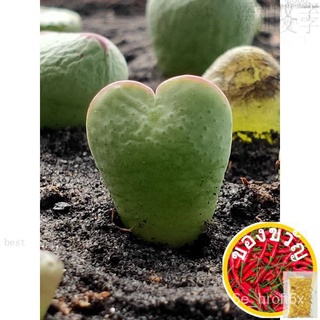 รักตรี Conophytum bilobum内裤/文胸/头饰/seeds/生菜/向日葵/木瓜/男装/玫瑰/鲜花/ STZA