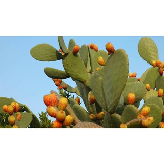 Opuntia Ficus indica