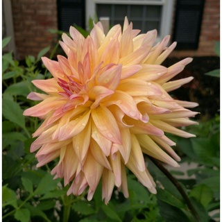 1 หัว/ออเดอร์ รักเร่ Dahlia สายพันธุ์ Cabana Banana หัวรักเร่