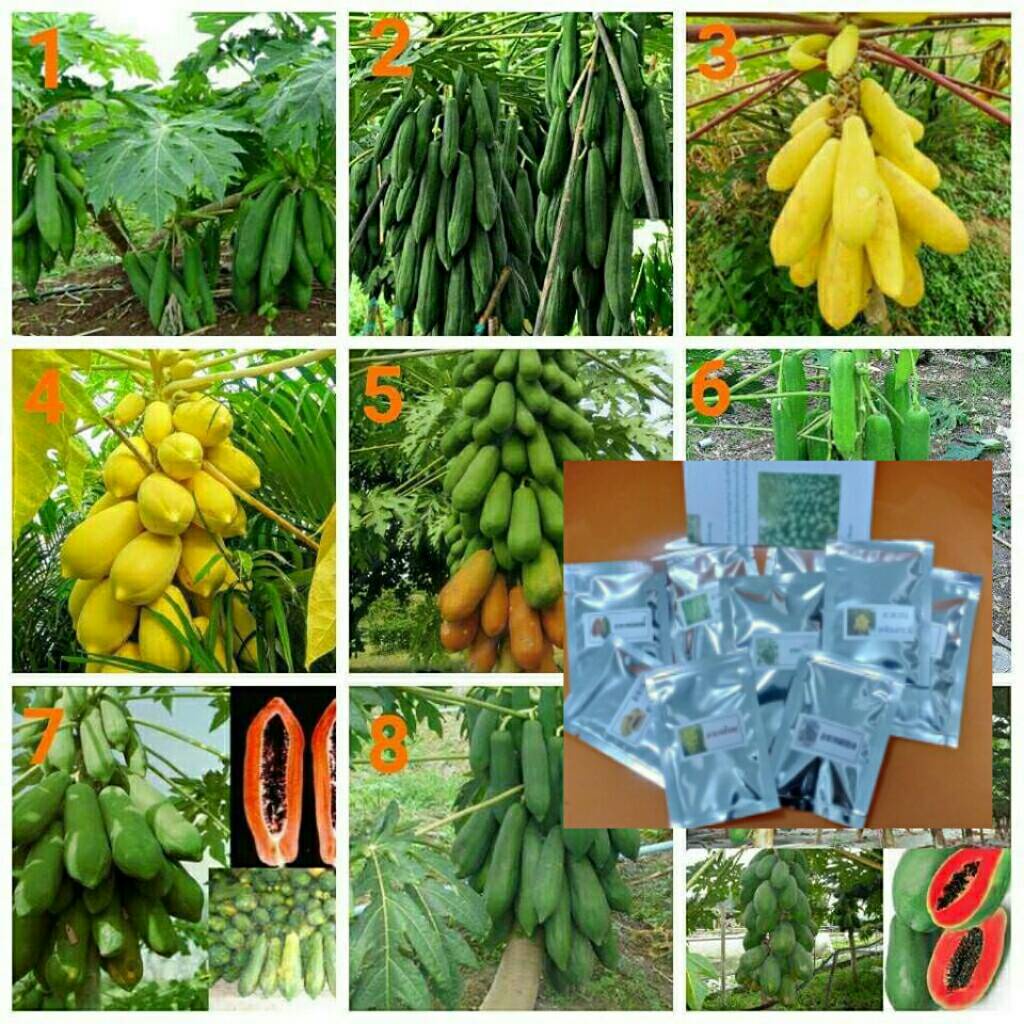 เมล็ดพันธุ์มะละกอพันธุ์ต่างๆ