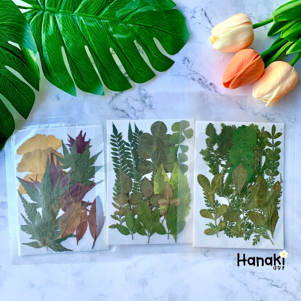 [พร้อมส่ง] SETใบไม้ทับแห้ง ใบไม้ทับ🍀