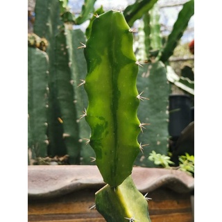 2-ตอสามเหลี่ยม​ด่าง​ ตัด​สด​ ## Cactus แคคตัส กระบองเพชร ไม้อวบน้ำ ไม้กราฟ ราคาถูก​