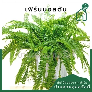 เฟิร์นบอสตัน หรือ เฟิร์นมะขามสีทอง กระถาง 5 นิ้ว