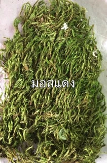 มอสแห้ง_หลายชนิด‼️ซื้อ3ฟรี1ถุง/ ซิป4x6นิ้ว‼️