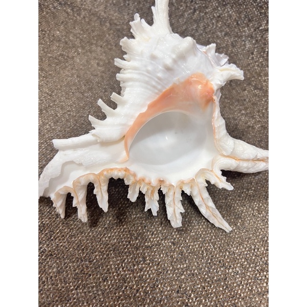 เปลือกหอย เปลือกหอยน่ายักษ์