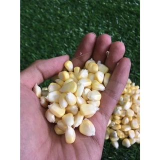 เมล็ดข้าวโพดหวานสดใหม่ - เมล็ดข้าวโพดสด ผักผลไม้สดใหม่