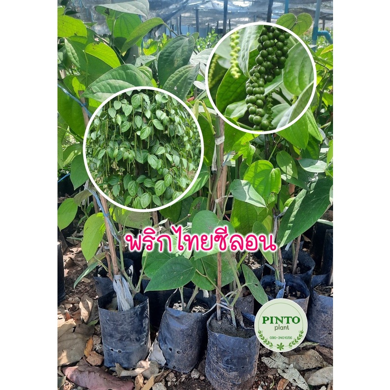 ต้นพริกไทยซีลอน สูง70-80cm. ต้นละ 129 บาท