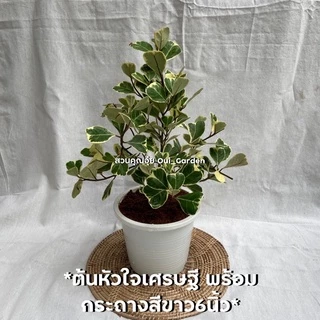 หัวใจเศรษฐี สาลิกาใบหัวใจด่าง ไทรหัวใจด่าง สาริกาด่าง ต้นไม้มงคล พร้อมกระถางสีขาว6นิ้ว