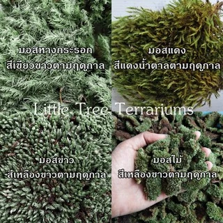 มอสแห้ง ถุงละ 29 บาท แถมฟรีคู่มือปลูกมอสทุกออเดอร์